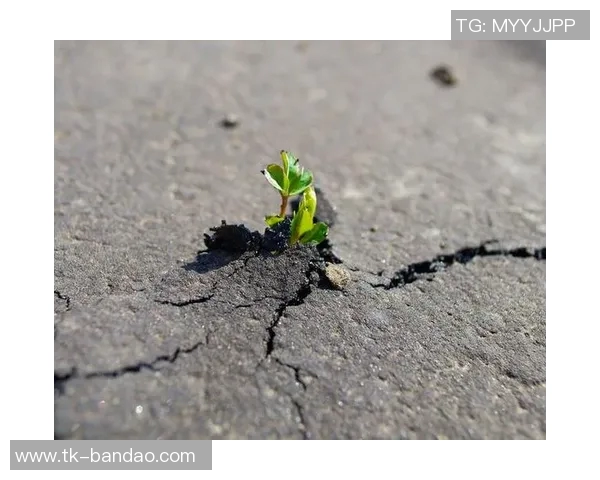 先赢后输的成长之路如何在挫折中找到自我与未来的方向